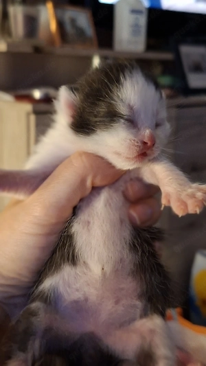 Noch 1 kleines Katerchen ab dem 4.7.26 abzugeben.  Tragen Cinnamon Chocolate und Point Bild 1