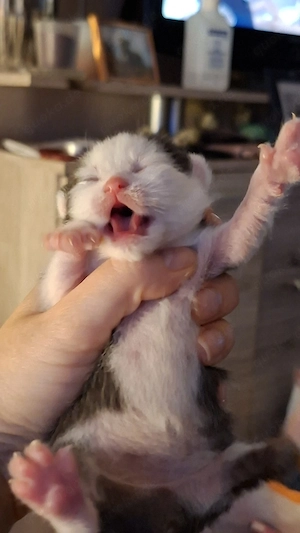 Noch 1 kleines Katerchen ab dem 4.7.26 abzugeben.  Tragen Cinnamon Chocolate und Point Bild 2