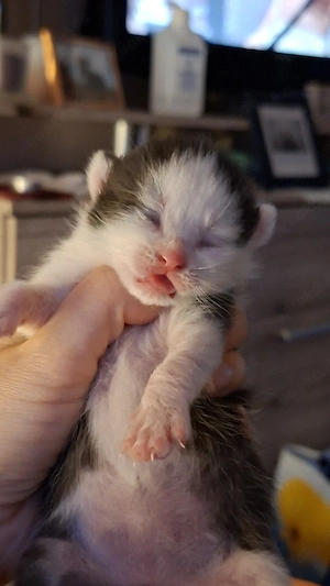 Noch 1 kleines Katerchen ab dem 4.7.26 abzugeben.  Tragen Cinnamon Chocolate und Point Bild 3