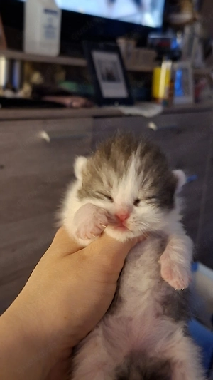 2 kleine Katerchen sind geboren. Ab dem 4.7.26 abzugeben.  Tragen Cinnamon Chocolate und Point 