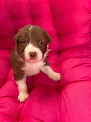 Wunderschöne Australian Shepard Welpen
