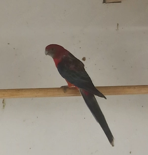 Stanleysittiche
