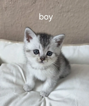 Britisch Kurzhaar Kitten