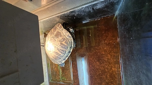 Wasserschildkröte
