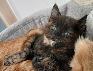 Siam Mixkätzchen sucht neues Zuhause