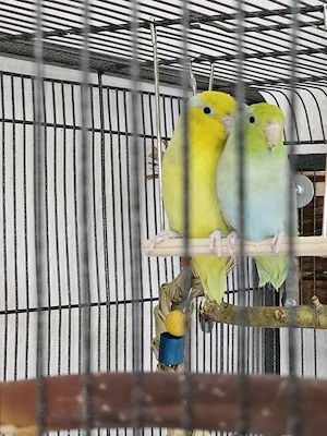 Blaugenick Sperlingspapageien 