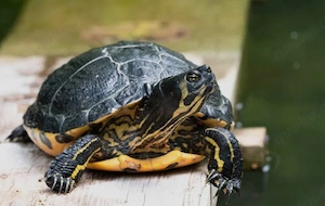 große weibliche Gelbwangen Schmuckschildkröte 
