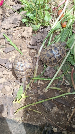 Maurische landschildkröten mit EU-BESCHEINIGUNG 