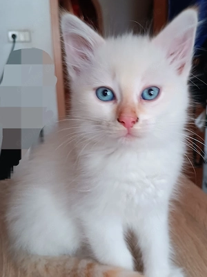 Mix Kitten Kater 