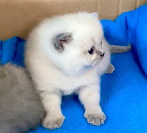 Reinrassige BKH Kitten in Blue und Blue Point