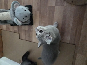 Bkh kitten