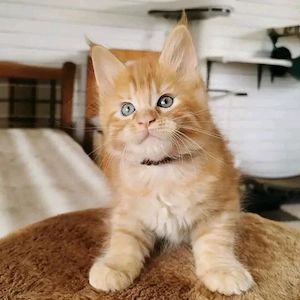 Wunderschöne reinrassige Maine-Coon-Kätzchen