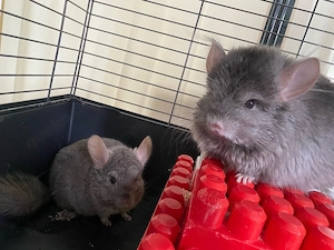     Zwei Chinchilla-Jungs mit komplettem Zubehör