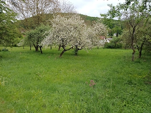 Freizeitgrundstück Wiese mit Obstkultur Bild 6