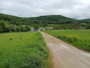 Freizeitgrundstück Wiese mit Obstkultur Bild 4