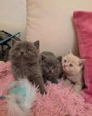 BKH Kitten British Kurzhaar Babies