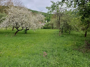 Freizeitgrundstück Wiese mit Obstkultur Bild 7