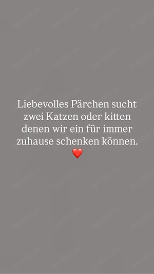 Wir suchen zwei katzen oder Kitten 