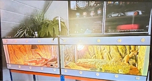 Terrarium Bartagame Echse XXL 240 cm