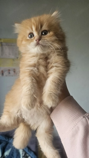 katzen babys zu verkaufen 