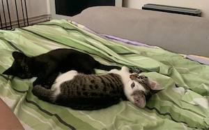 baby kitten lies beschreibung 