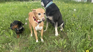 Podenco Dame sucht Herzensmenschen   