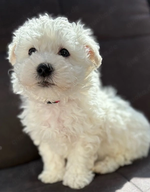 maltipoo welpen in weiss 