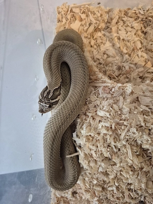 Hakennasennattern Heterodon nasicus Eigene Nachzuchten 2023 2024