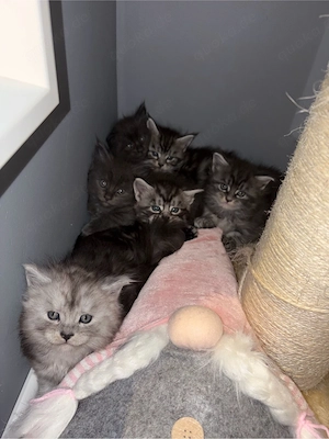 main coon babykatzen 