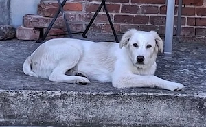 Beto, sensibler Welpe sucht neues Zuhause