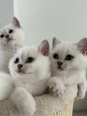     BKH Kitten mit Stammbaum   Seal Silver Shaded Point