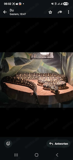 Ich bite meine Teppich  python zum verkaufen plus Terrarium und Futter für 10 Monate 