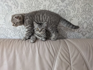 2 Kitten, Mischung aus BKH und American Curl  Bild 3