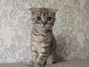 2 Kitten, Mischung aus BKH und American Curl  Bild 2