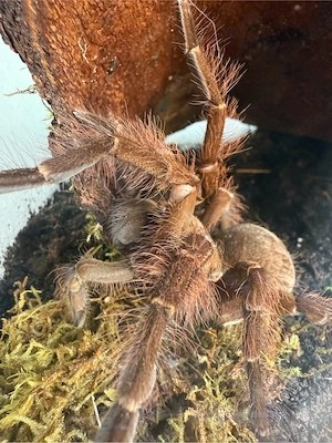 Vogelspinnen   Hobbyauflösung