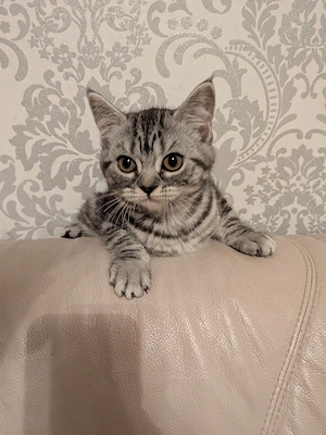2 Kitten, Mischung aus BKH und American Curl  Bild 4