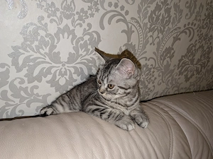 2 Kitten, Mischung aus BKH und American Curl  Bild 5