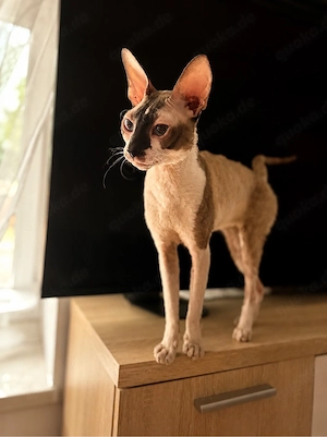 Cornish Rex Zuchtkater  Joda vom Hohen Fläming  sucht neues Zuhause 