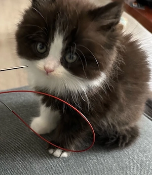 Perser Kitten 