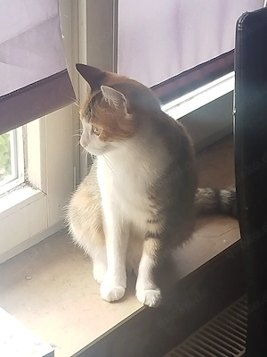 Kurzaatkatzen 
