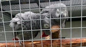 Verkauf von 2 Gongogaupapageien