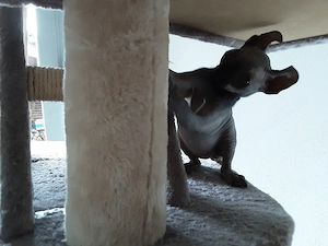 Kanadischen Sphynx Kitten  Allergiefreie reinrassige mit Stammbaum 
