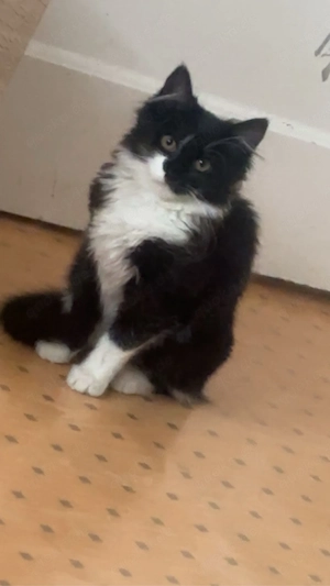 katzen abzugeben 