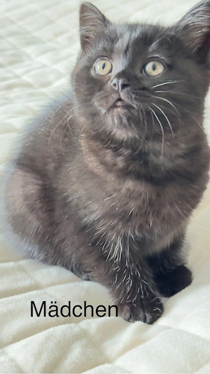 BKH Kitten zu verkaufen  (  schoko )  700 EURO    Oberndorf am Neckar.   