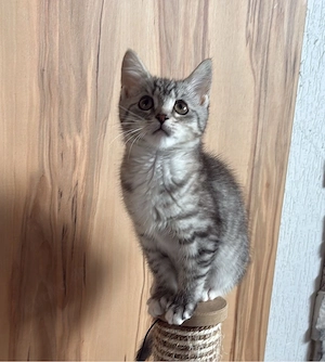 Main Coon  Bkh mix kitten 