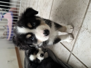 Welpen Australian Shepherd Hunde inklusive Starter Paket 