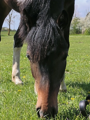 jährlingstute zu verkaufen  Bild 4