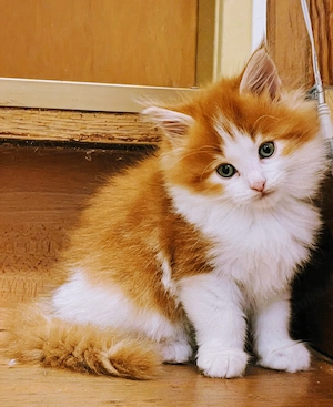 Maine Coon Katze