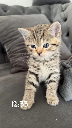 bkh kitten 8 wochen alt weiblich 