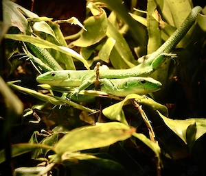 Verschiedene Geckos und co. zur Abholung.  